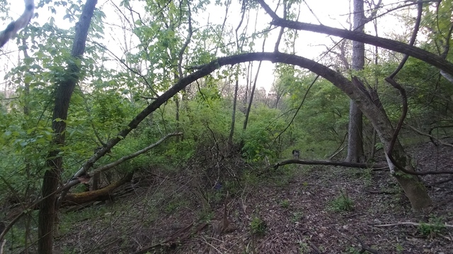 tree arch 20200415