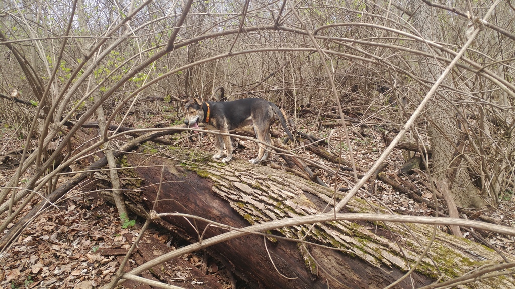 Shade On Log - 20180331