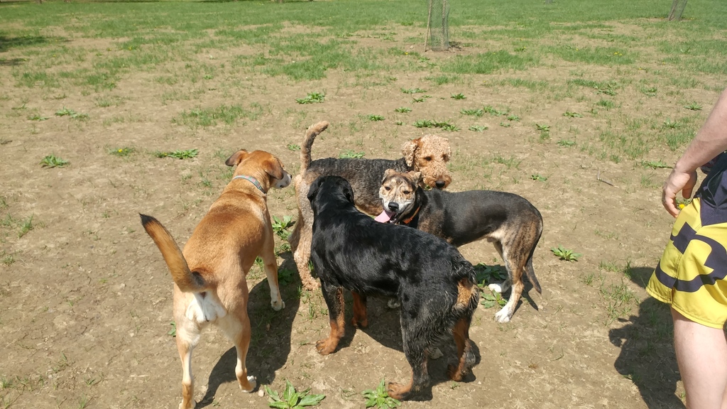 Shade First Dogpark - 20180506