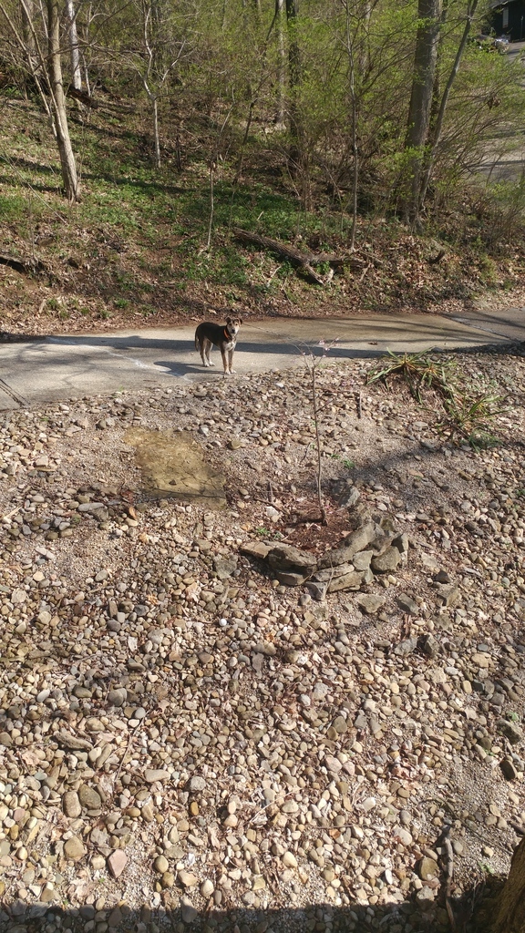 Shade Driveway - 20180331